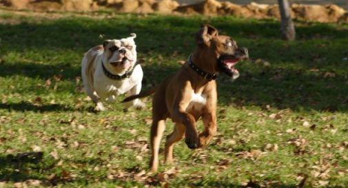 Risultati immagini per cani liberi al parco