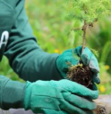 Inaugurata Foresta Levissima, progetto di riforestazione in Val di Fiemme.