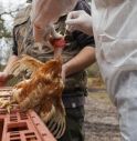 Aviaria: Ue segue situazione con attenzione, conclusi contratti per acquisto vaccini.