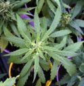 Cannabis, in Ddl sicurezza light come Thc, Magi 'governo ha ucciso settore'.