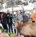 Cervo affamato va al mercato della frutta a Cortina in cerca di cibo