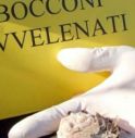 Allarme bocconi avvelenati a Riese