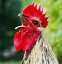 Niente gallo nel pollaio, disturba i vicini