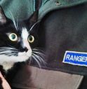 gatto soccorso a sernaglia della battaglia dai rangers