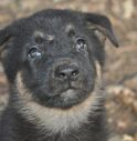 Cuccioli nel bagagliaio senza cibo né acqua