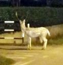 Daino in centro a Biadene alle prime ore dell’alba