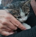 Cuccioli di gatto gettati da un'auto in corsa, uno muore travolto