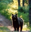 Un orso avvistato nel feltrino, tempo fa avrebbe già colpito degli alveari