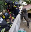 Sbranata da cani, sequestrati 8 animali   