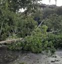 Maltempo: alberi abbattuti per forte vento nel vicentino