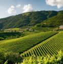 Alle Colline del Prosecco di Conegliano Valdobbiadene il titolo di 