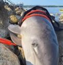 Cucciolo di delfino trovato morto sul lungomare