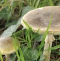 Amanita Phalloides