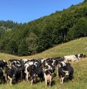 Monte Grappa