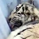 tigre salvata allo zoo di Kharkiv