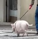 A passeggio con il maiale in centro città e il video diventa virale 