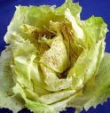 Radicchio Variegato di Castelfranco IGP