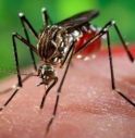 West Nile, segnalato il primo caso 