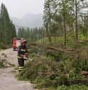 Maltempo, Cadore sotto torchio: danni d'acqua e alberi in strada