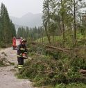 Maltempo, Cadore sotto torchio: d'anni d'acqua e alberi in strada