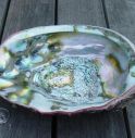 abalone