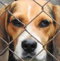 Ricerca: protesta contro uso di cani beagle in sperimentazione