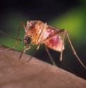 West Nile, c'è una vittima