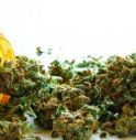 Sempre più italiani scelgono cannabis legale con alto tasso CBD