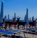 Branco di daini lungo la spiaggia tra gli ombrelloni