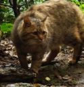 Abbatte un raro esemplare di gatto selvatico: denunciato un cacciatore