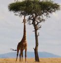 Viaggiare in Kenya: come e quando