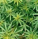 Foresta di marijuana tra il mais