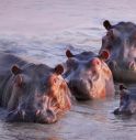 Gli ippopotami possono 'volare', lo studio a sorpresa