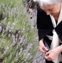 lavanda di Tarzo presso la residenza per anziani Korian