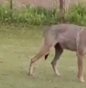 Esperti ateneo Sassari decisivi per cattura 'lupa del Piave'  L'animale aveva seminato il panico in provincia di Treviso 