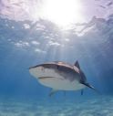 Il narcotraffico colpisce anche gli squali: trovati esemplari positivi alla cocaina