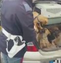 In auto, 23 cuccioli di cane. Vivi e morti