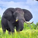 elefante, memoria, neuroscienze