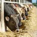 Veterinaria muore schiacciata da un bovino durante la visita 