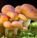 funghi 