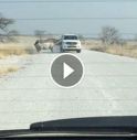 Safari col brivido in Africa, rinoceronte attacca jeep di turisti /Guarda