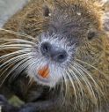 nutria