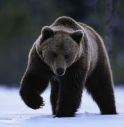 Orso svegliato dai botti scappa su pista da sci