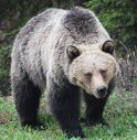 Orso in Trentino