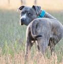 Pitbull azzanna un uomo: paura a Ponte di Piave