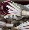 Il radicchio di Treviso lanciato nello spazio