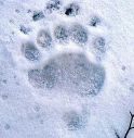 Svegliato dai botti di Capodanno orso vaga per pista da sci a Santo Stefano di Cadore