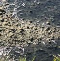 Strage di pesci nel torrente Cervano
