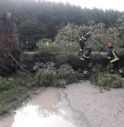 Maltempo in provincia, alberi spezzati e problemi alla viabilità