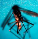 West Nile: in Veneto piano straordinario contro la diffusione 